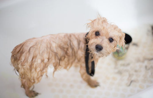 Small puppy in a bath during an early grooming session