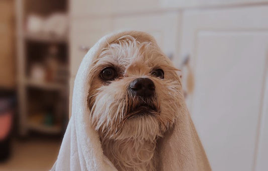 Wet dog wrapped in a towel after a bath