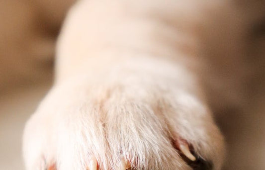 Close-up of a dog's paw showing fur and pad detail