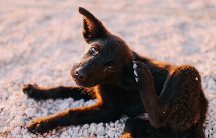 A dark-coated dog resting outdoors