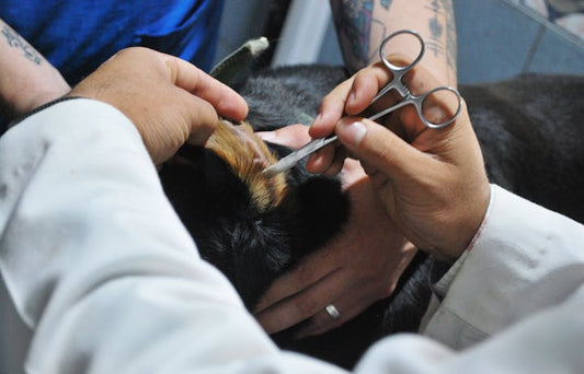 Dog being examined closely during a veterinary check